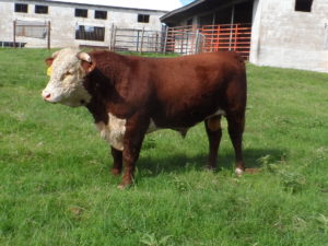 rafter_o_herefords_bulls