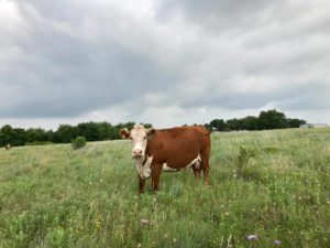 rafter_o_herefords_foundation_females