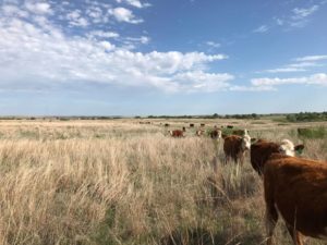 rafter_o_herefords_grass